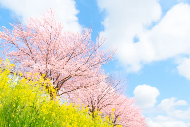 あんしんサポートプラン